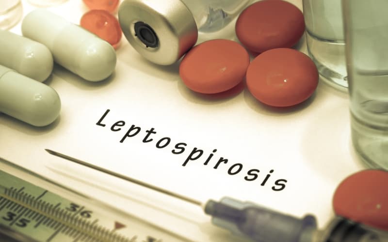 Лептоспироз - клинический обзор и обновления в области терапии (Lancet Infectious Diseases, апрель 2026)