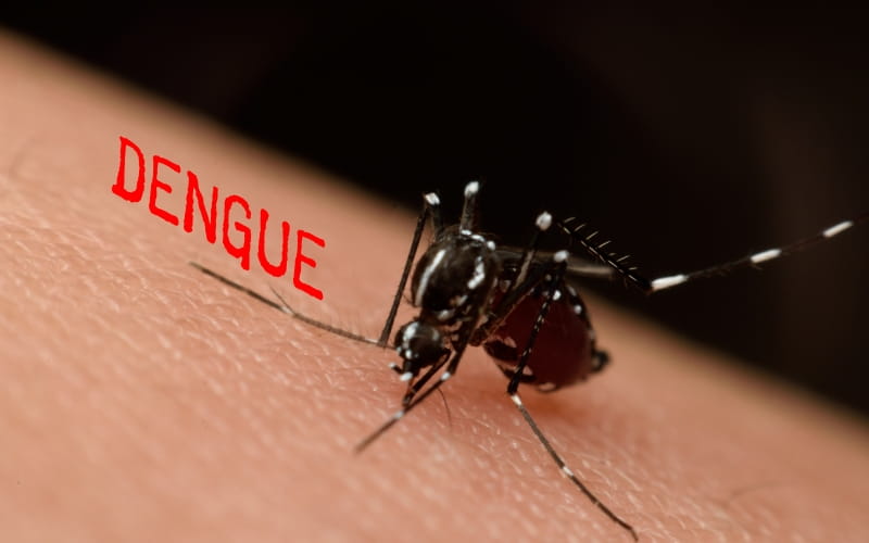 Лихорадка денге (Lancet, февраль 2024)