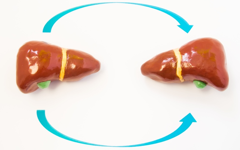 Трансплантация печени (NEJM, ноябрь 2023)