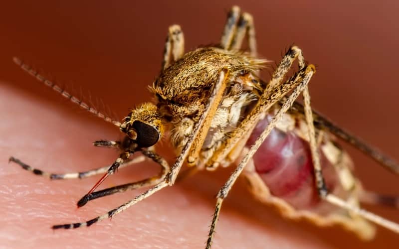 Лейшманиоз (Nature Reviews Disease Primers, ноябрь 2025)