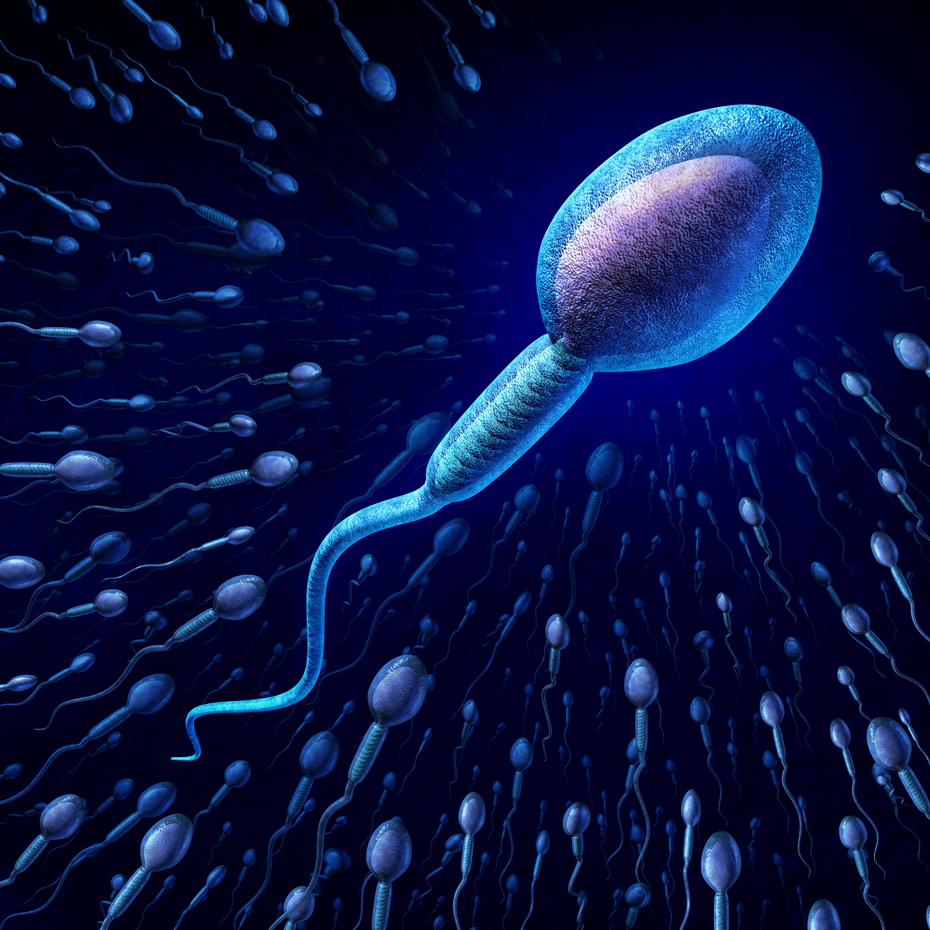 Спермий мужская половая клетка