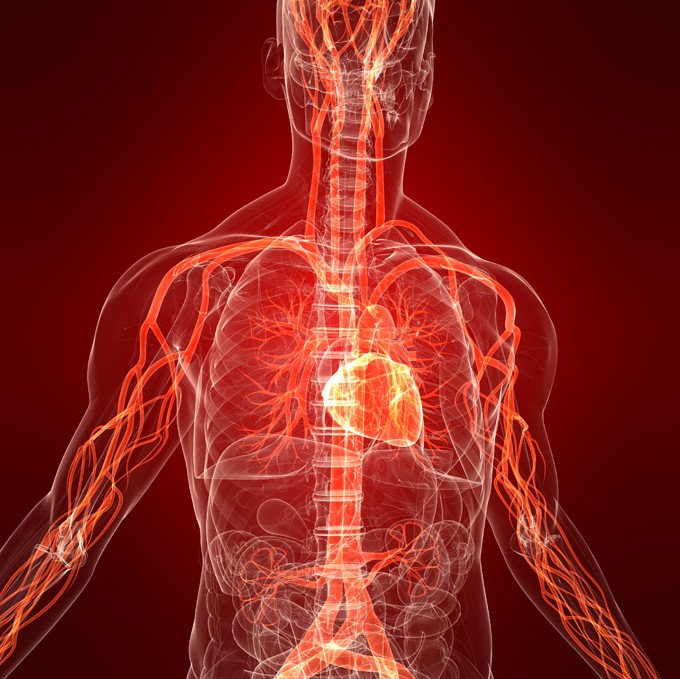 Комплексная проверка сердца, желудка и щитовидной железы