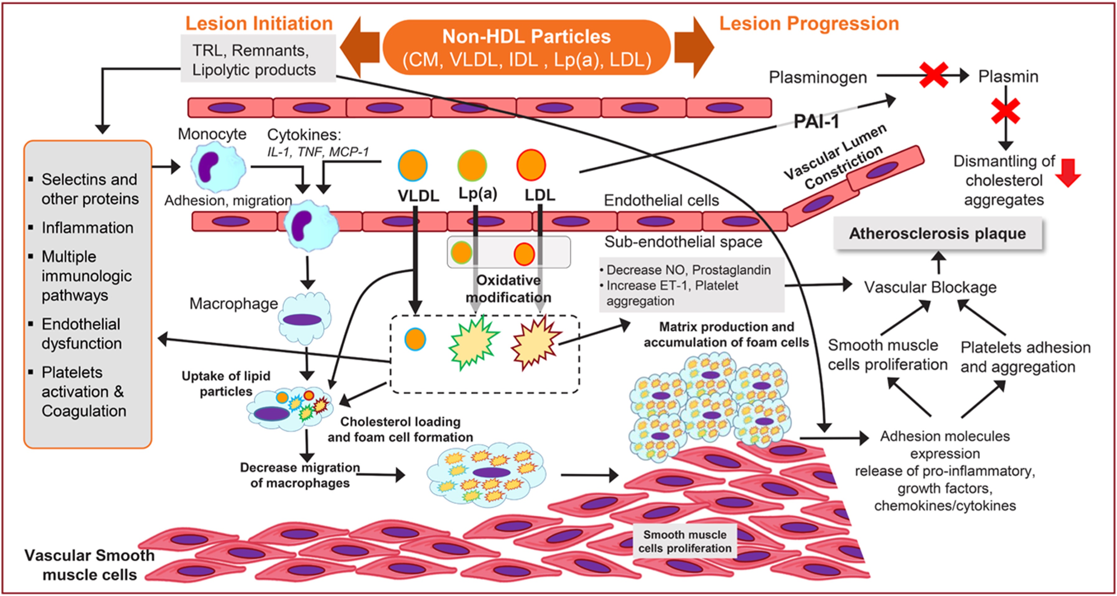 Non HDL cholesterol что это. Синтез ЛПВП. Атеросклероз механизмы развития дислипидемии. Реакция ЛПВП.