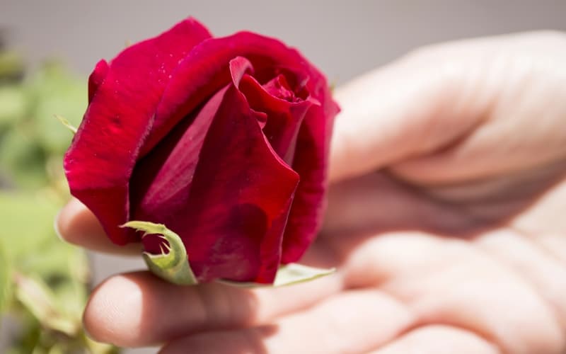 Флористика как хобби