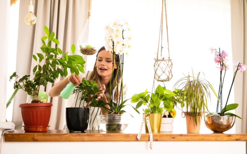 Роль растений в создании гармоничной психологической атмосферы в доме